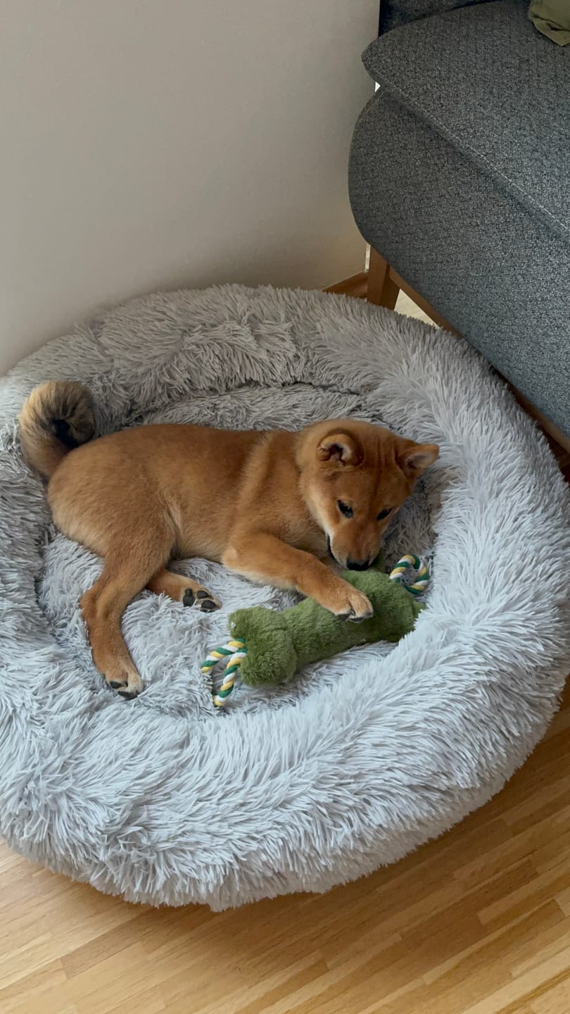 Customer photo review of Hundebett Fluffy Plus - Das Original