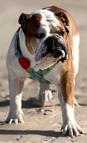 Customer photo review of Colorful PRO No Choke Dog Harness – X-Style Trachea Protection, Single or Set with a 3-in-1 Shock-Absorbing Leash