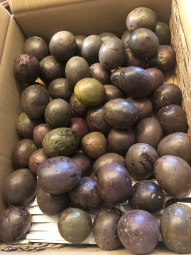Kunde zeigt eine offene Versandkiste, die mit lila Bio-Passionsfrüchten 'Gulupa' gefüllt ist.
