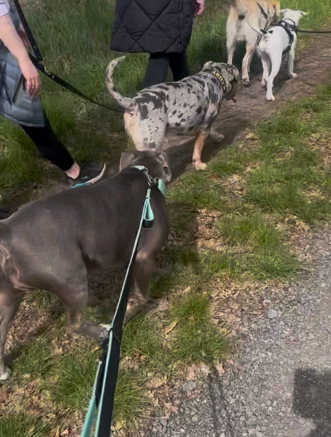 Customer photo review of Multi Guard Leash Black Edition Mint - Multi-väktarkoppel