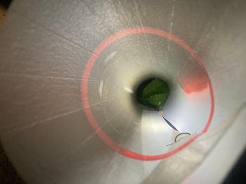 Customer photo review of Main Attraction™ Crabapple