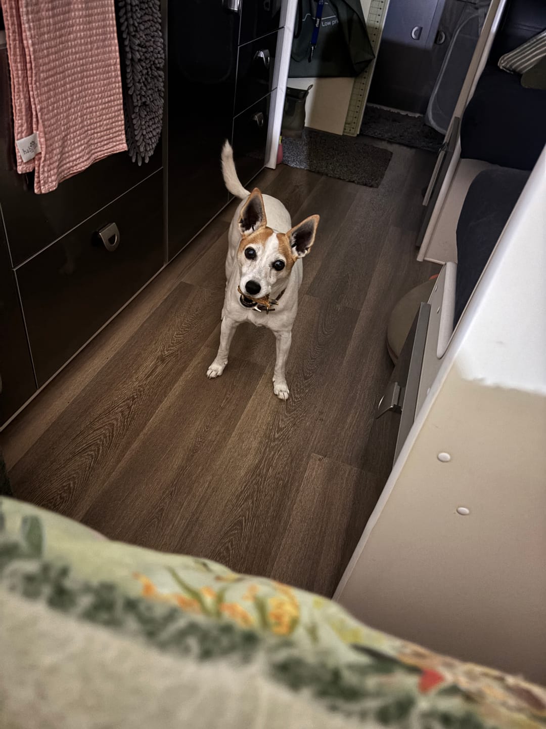 Customer photo review of k9 Plaque Away Dental Topper + scoop