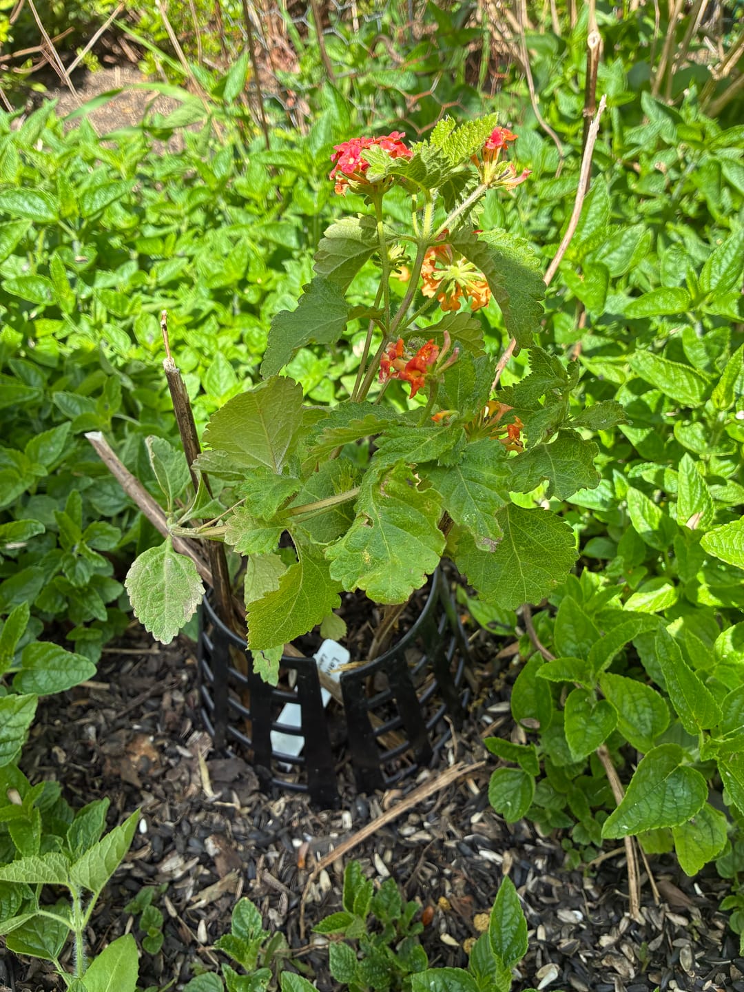 Customer photo review of Texas Lantana