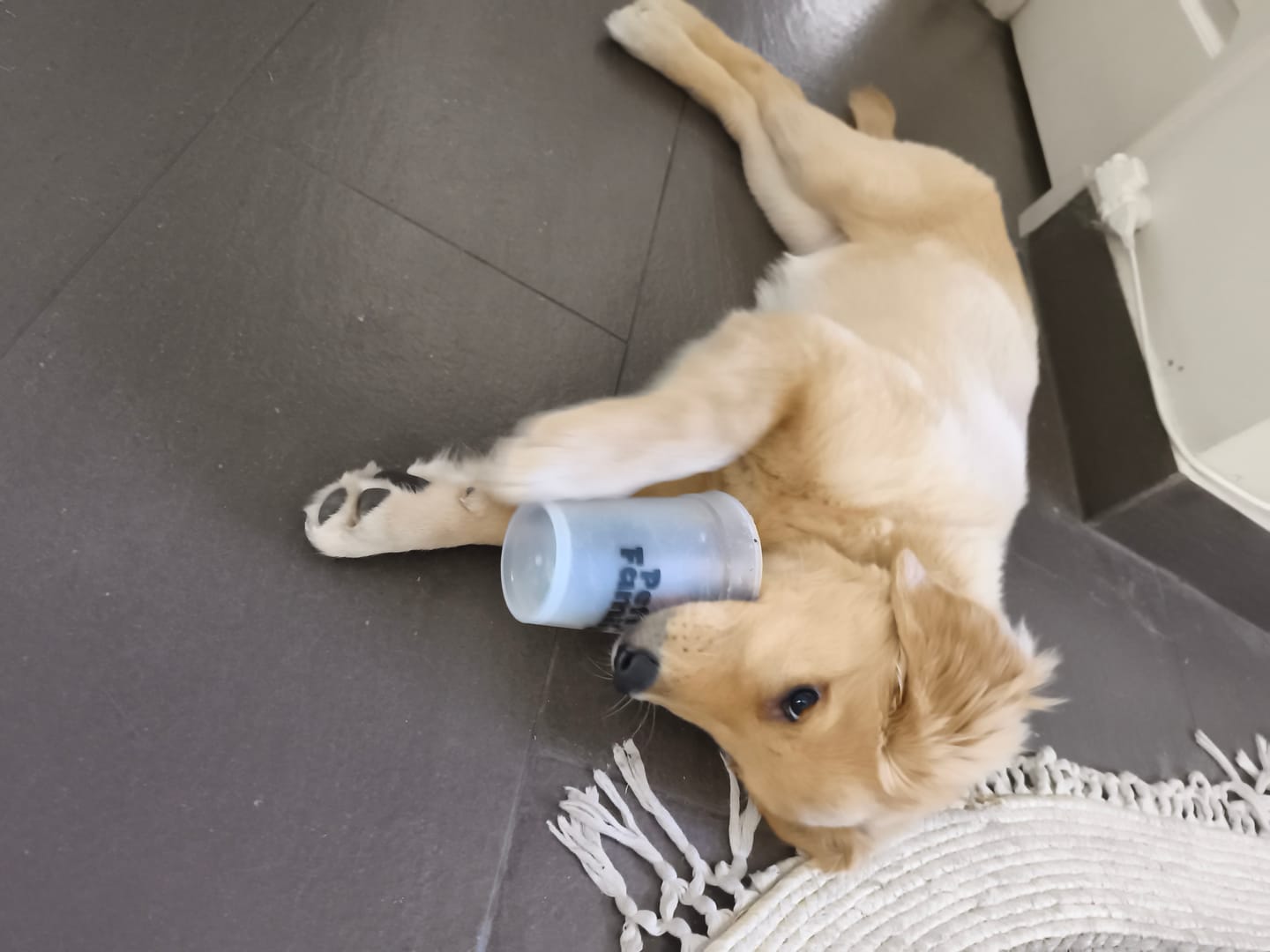 Customer photo review of PetFamily Foods Cachorros