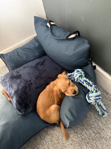 Customer photo review of The Dog Dock V2 New & Improved with ISO Fix