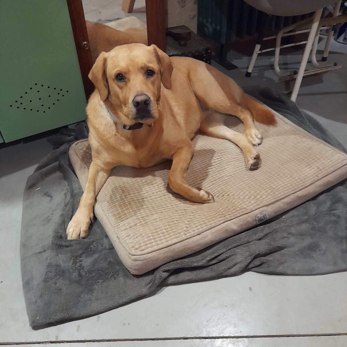 Customer photo review of Pâtée Volaille Fraîche & Légumes (x9) - Chien