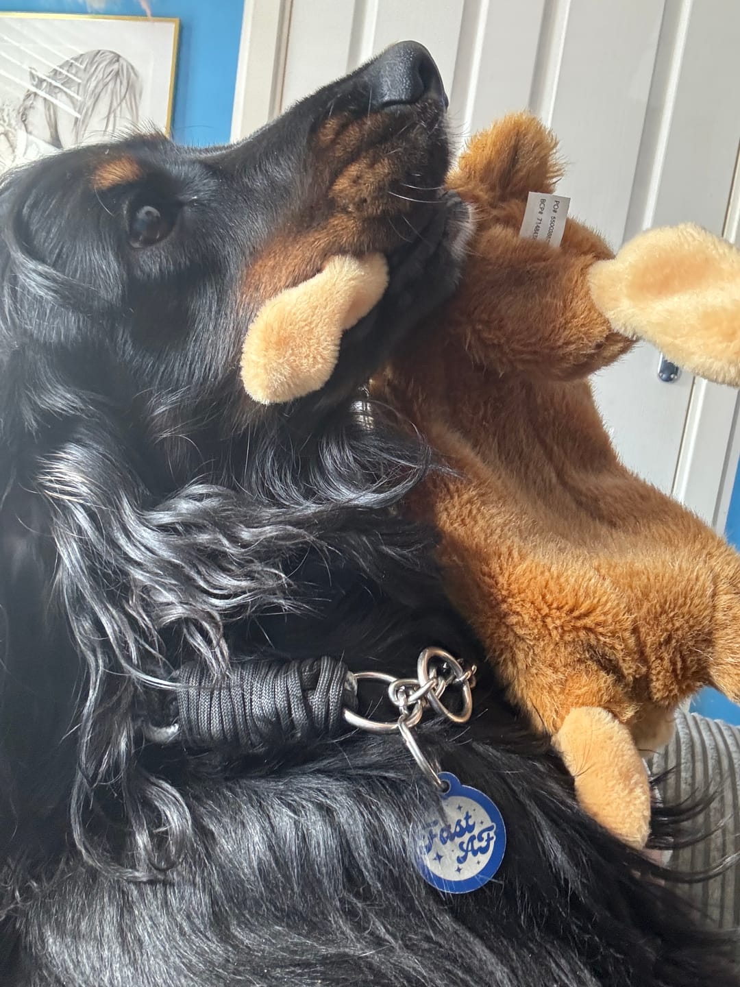Customer photo review of Paracord Rope Lead Set - Two tone colour