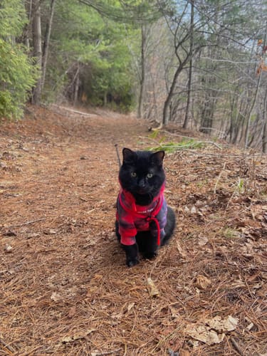 Reviewer's black cat wearing the red and black Velvet Dog Hoodie while sitting on a path in the woods.