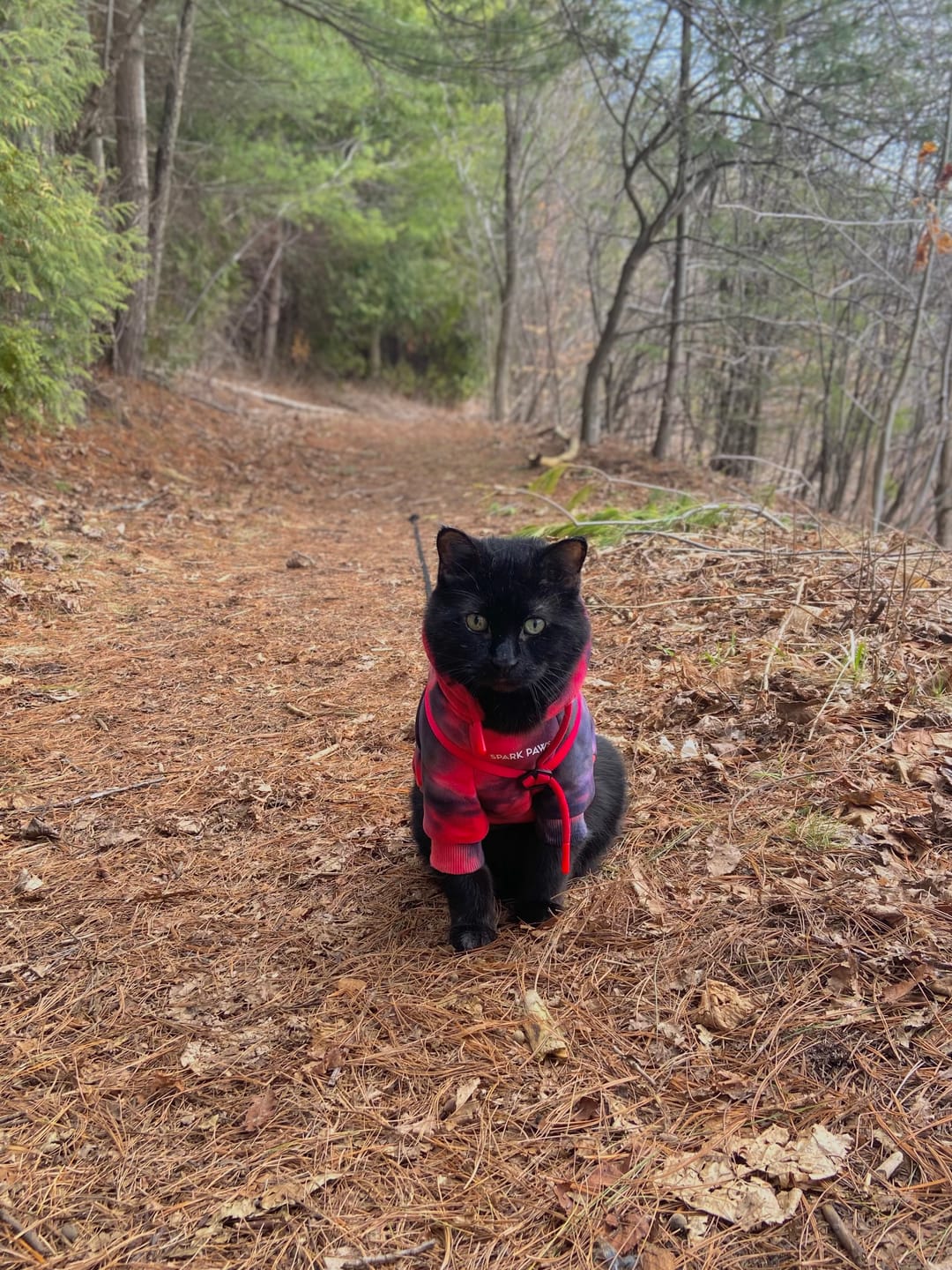 Customer photo review of Velvet Dog Hoodie - Red & Black