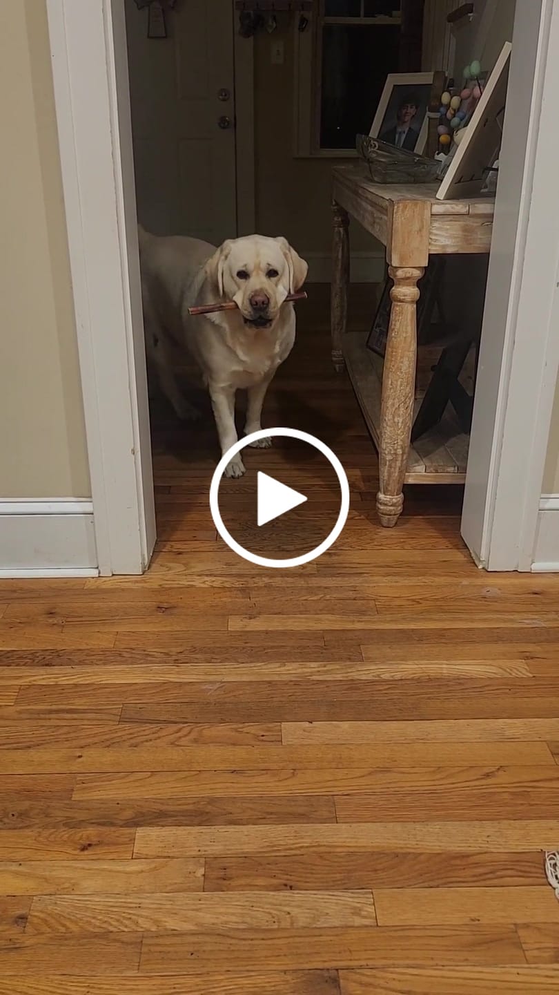 Customer video review of Regular Bully Sticks