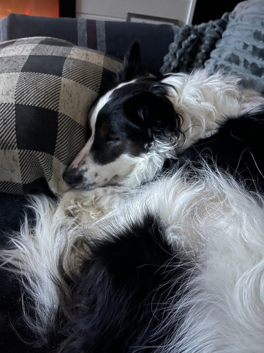 Customer photo review of 6 Inch Standard Braided Bully Stick