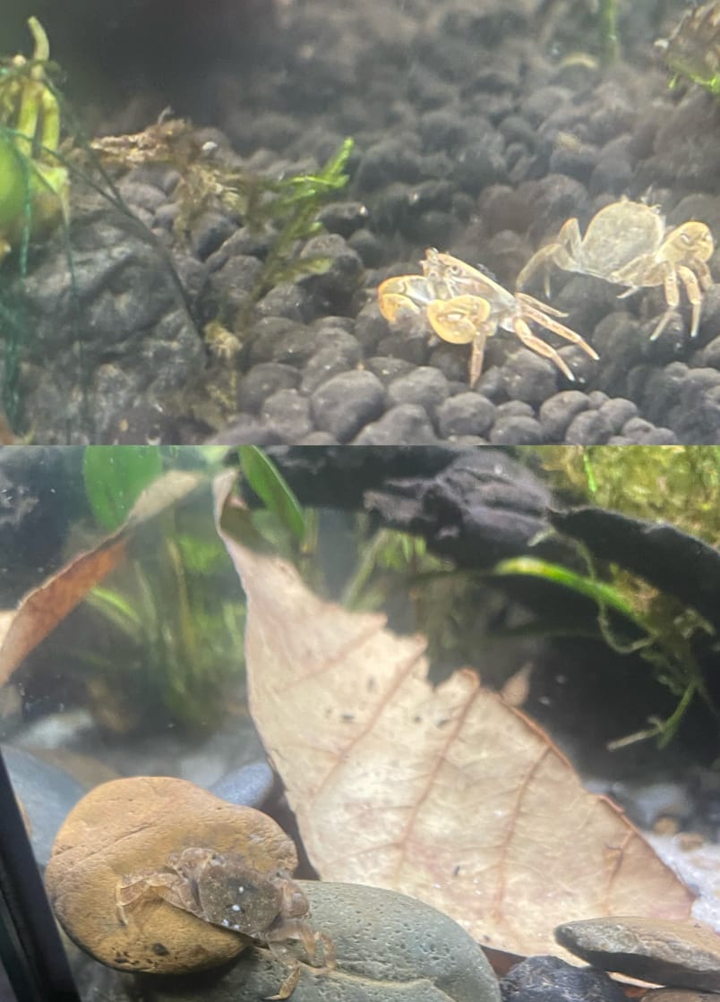 Customer photo review of Freshwater Pom Pom Crab (Ptychognathus barbatus)