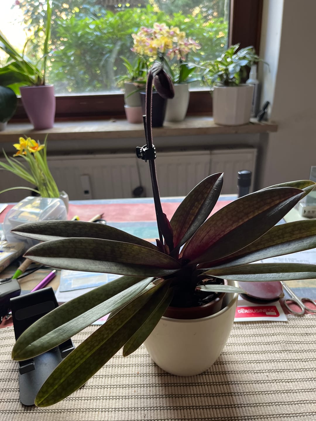 Customer photo review of Frauenschuh Paphiopedilum Black Jack mit 1 Rispe