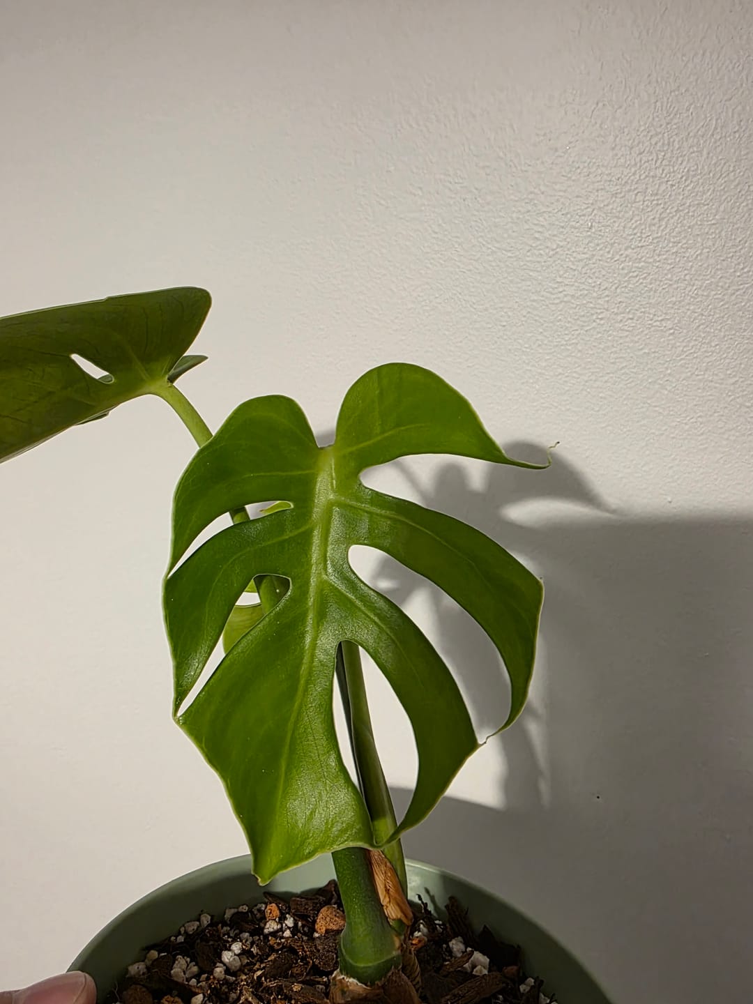 Customer photo review of Pianta Grow Light LED Bulb