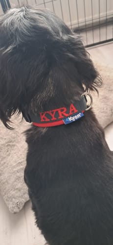 Customer photo review of Neoprene Dog Collar with Name - S | 4Kyon