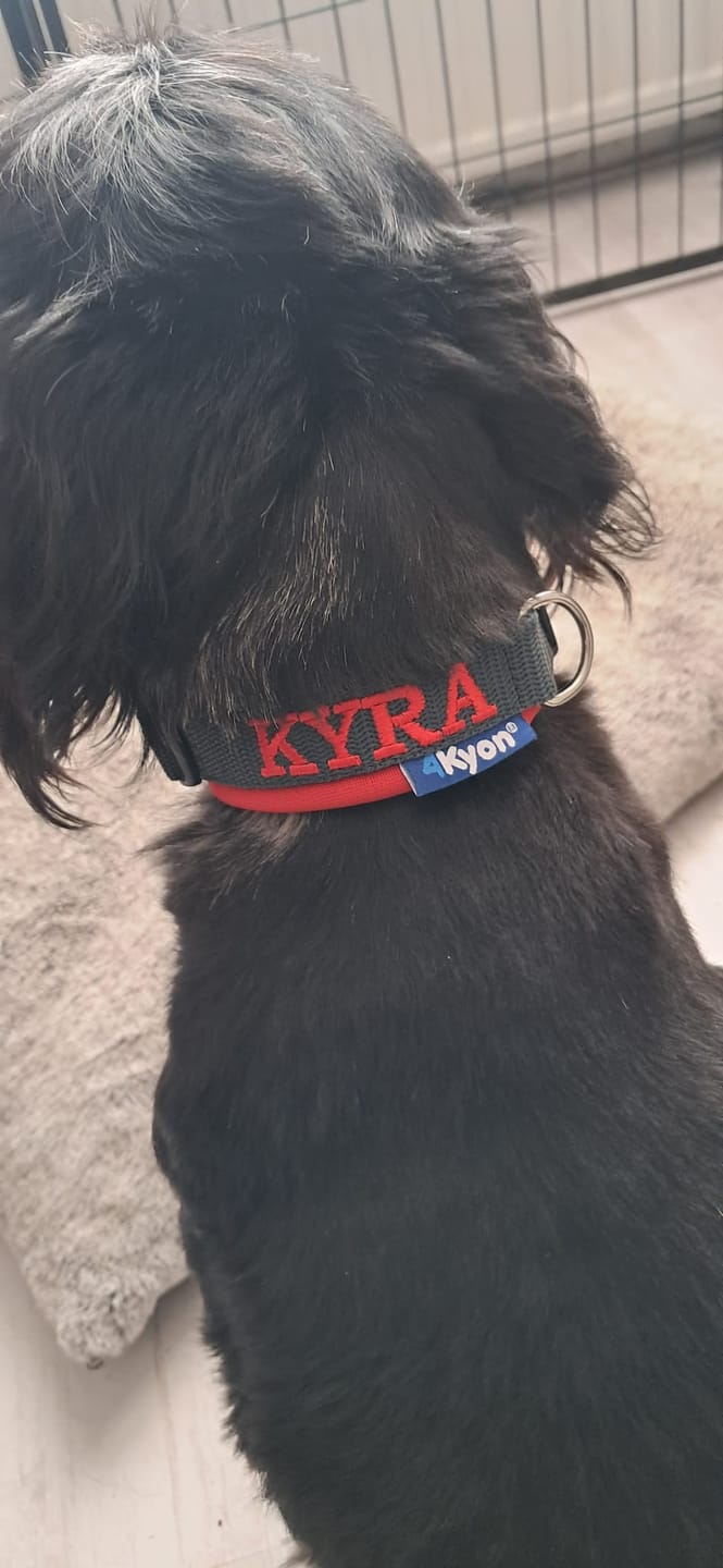 Customer photo review of Neoprene Dog Collar with Name - S | 4Kyon
