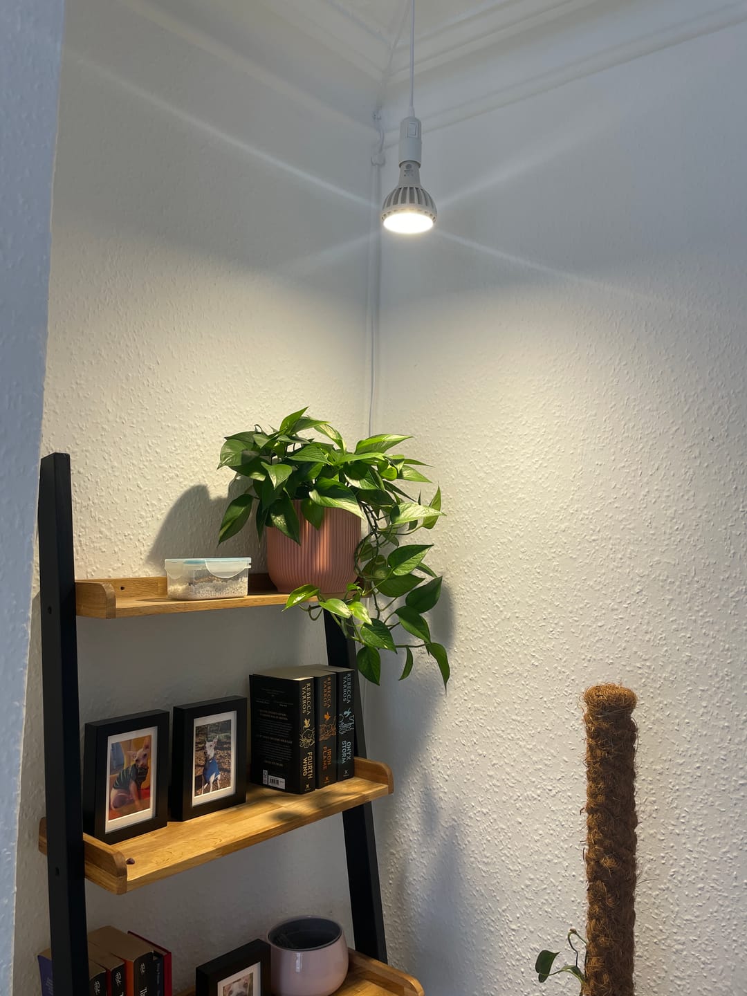 Customer photo review of Pianta Grow Light and Enna Plug-in Ceiling Pendant Bundle