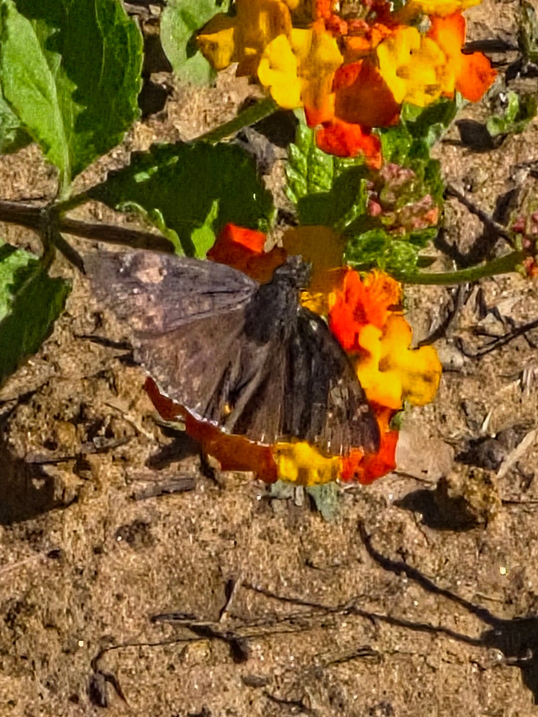 Customer photo review of Texas Lantana