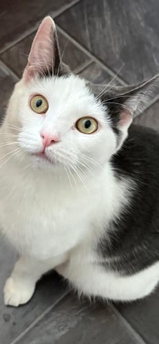 Customer photo review of 1 Month Supply – 2 Cat