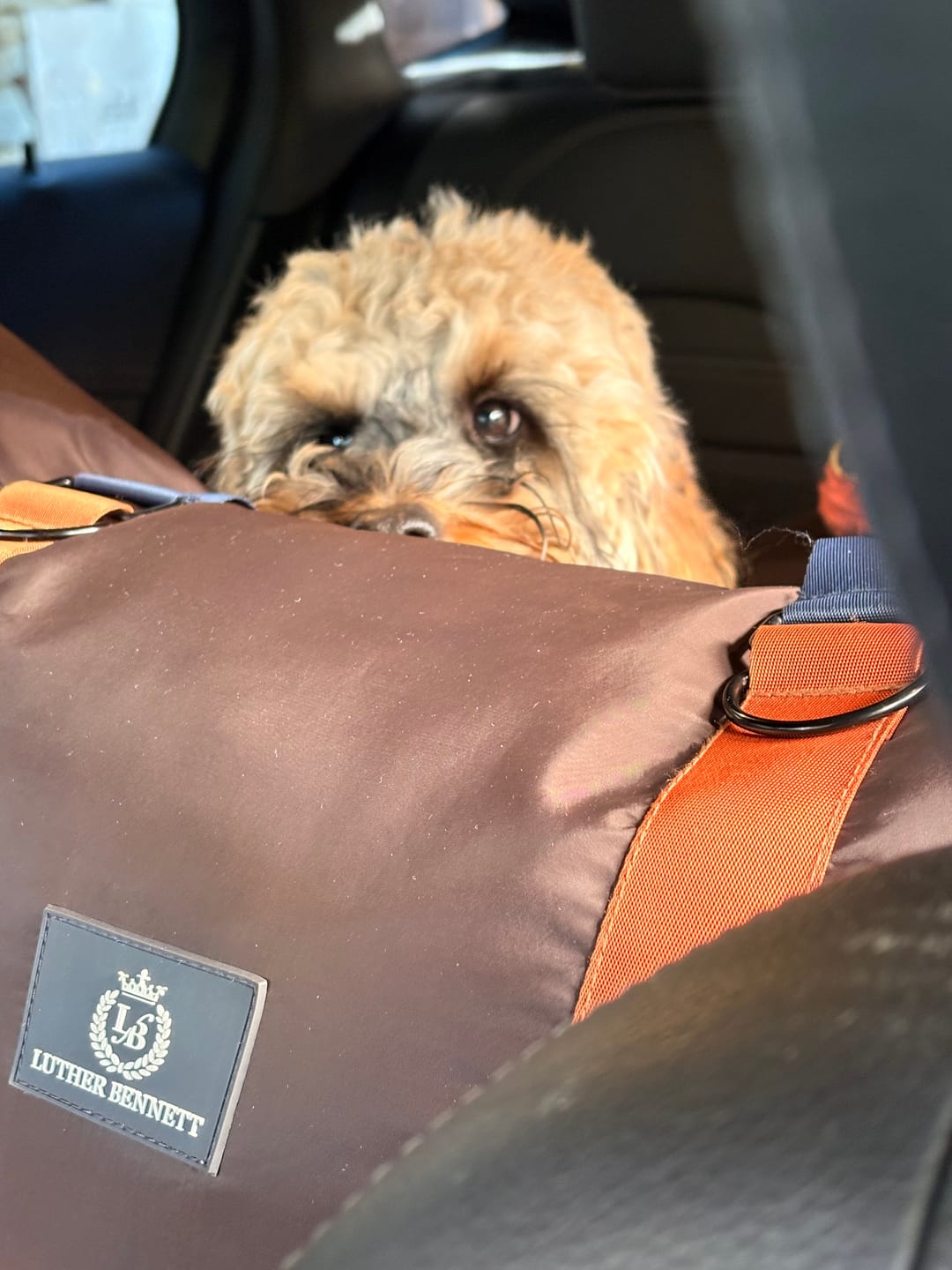 Customer photo review of Replacement Dog Pod Cover Set - With Isofix