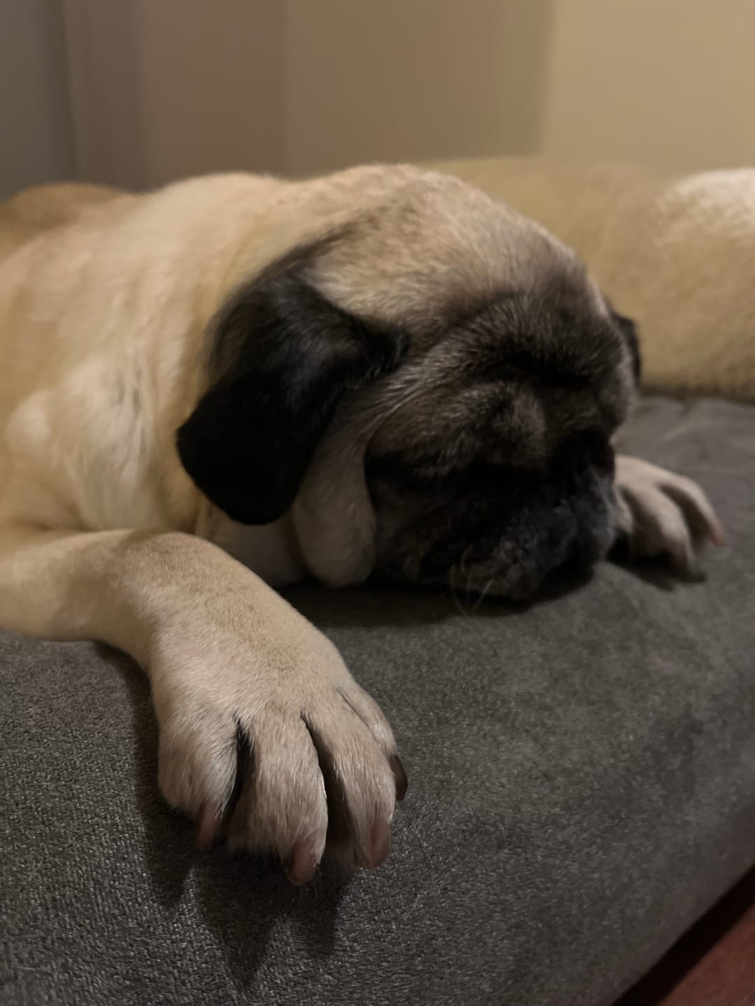 Customer photo review of Limador THE DOGS NAILS — Uñas cortas sin miedo, en casa