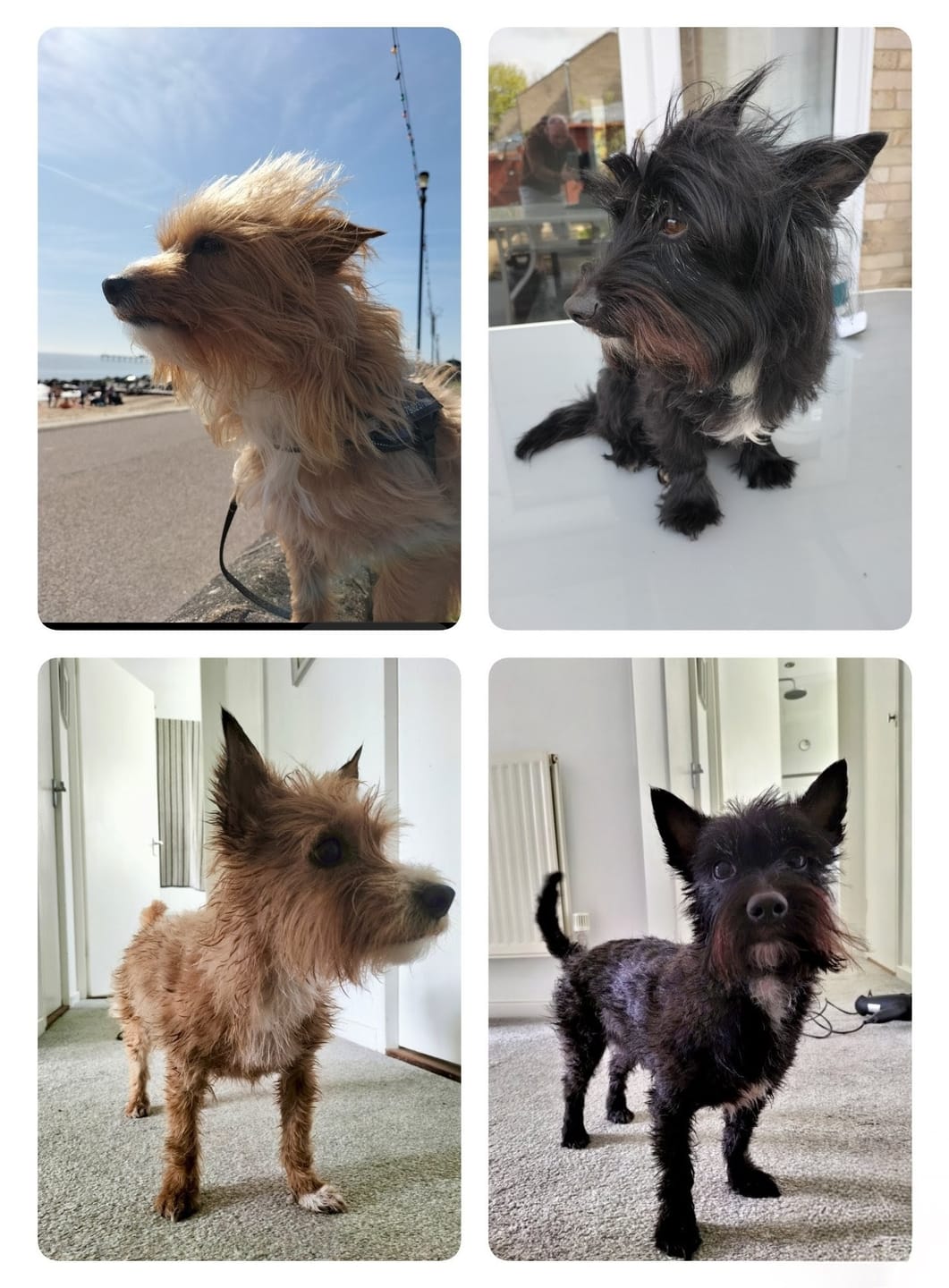 Customer photo review of The Original World's Quietest Pet Hair Clipper