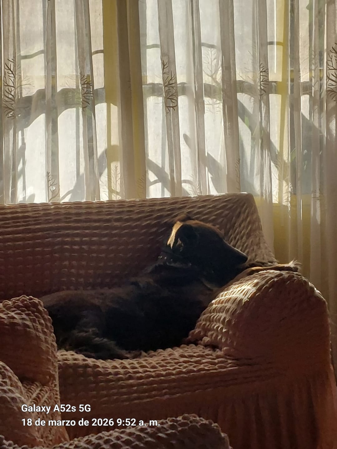 Customer photo review of GALLETAS MASTERDOG SENIOR 500GR