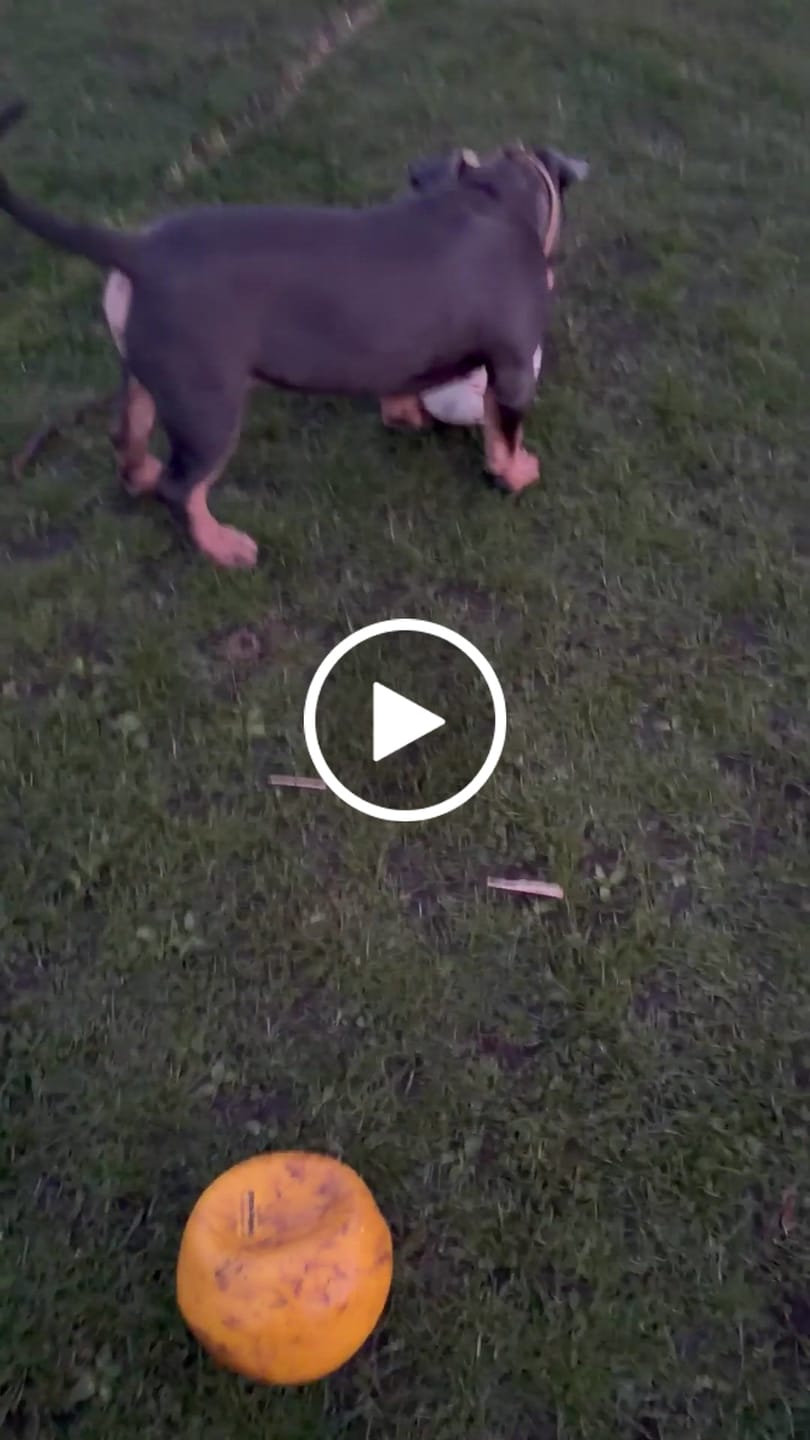 Customer video review of 4cm Combat® Collar | Handle & Rated Clip - Tan