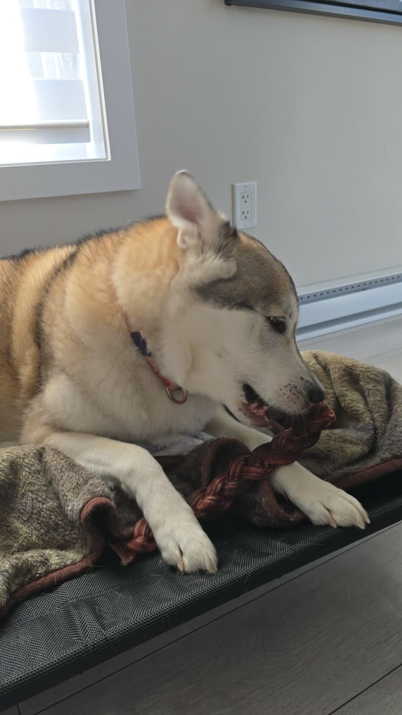 Customer photo review of 12 Inch Jumbo Braided Bully Stick