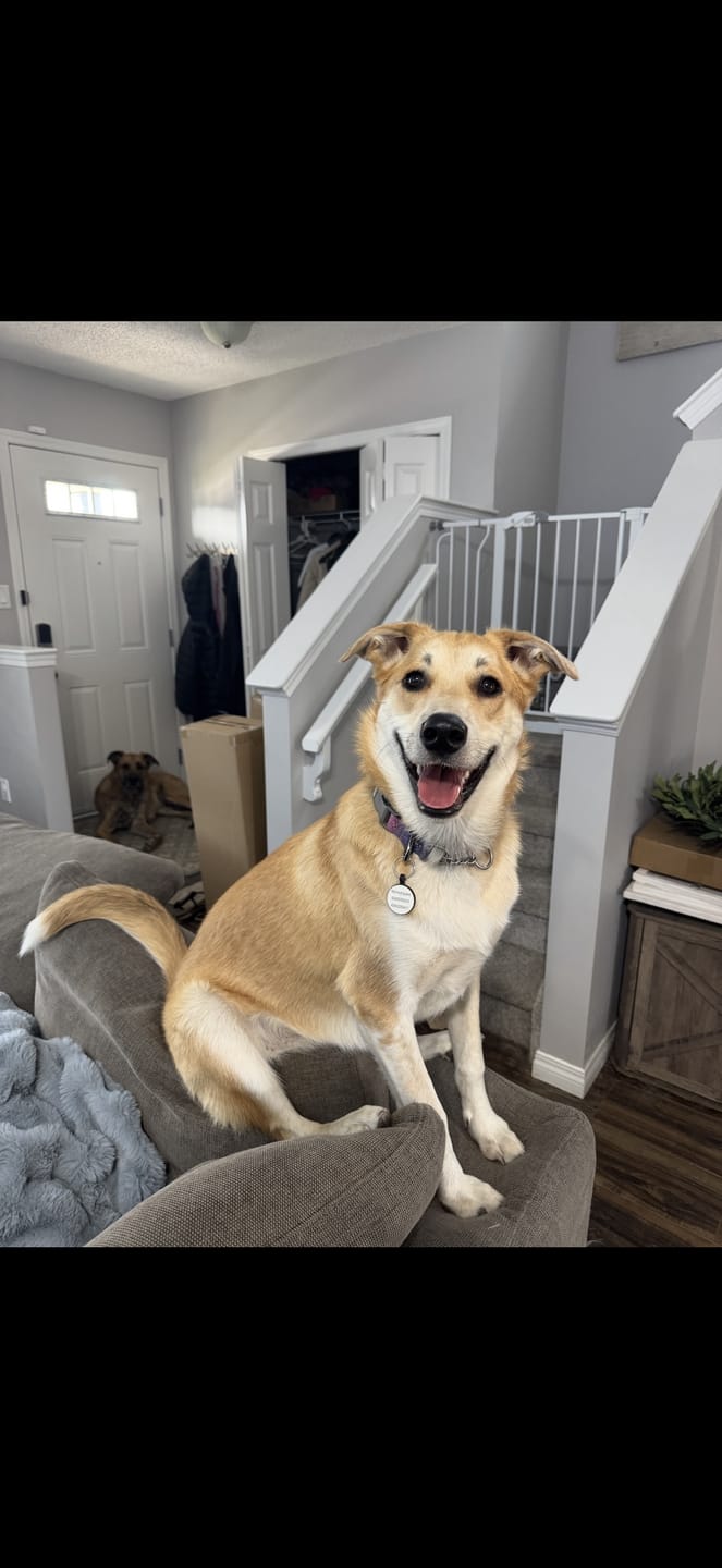 Customer photo review of 6 Inch Standard Braided Bully Stick