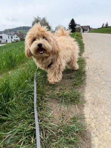 Ein Kunde zeigt seinen flauschigen, hellbraunen Hund im Freien, der Nature Protect gegen Zecken erhält.