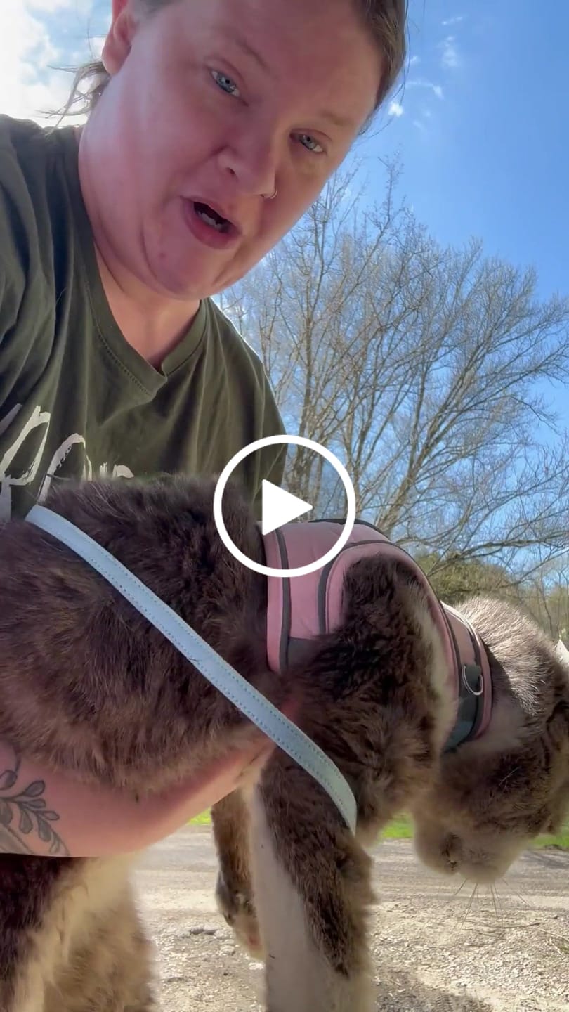 Customer video review of Escape-Proof Cat Harness + Leash