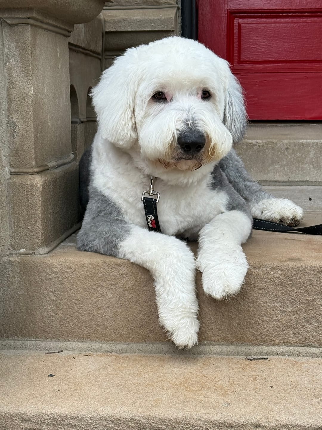 Customer photo review of New Zealand Lamb & Vegetable Frozen Dog Food - 1.5lb Rolls