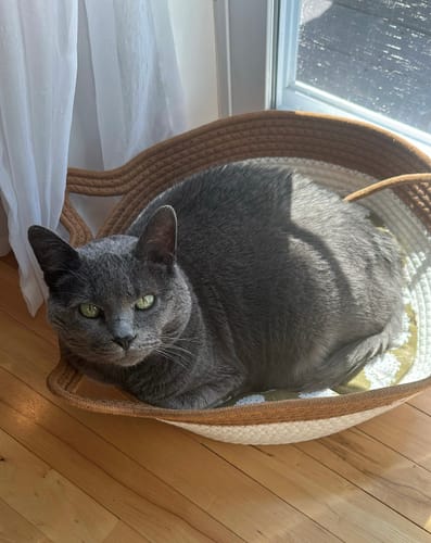 Customer photo review of Instinct Basket | Meet the first research-backed natural territory for indoor cats