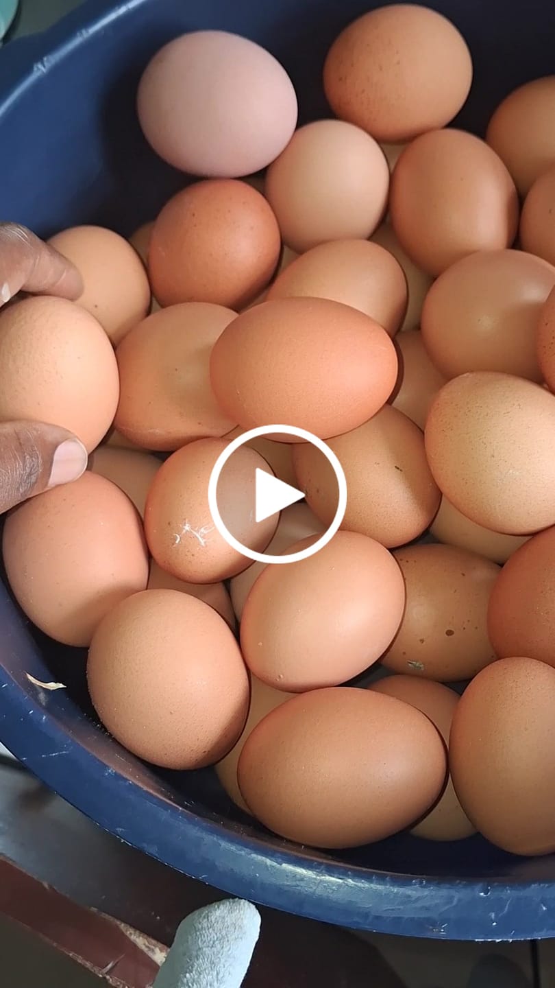 Customer video review of Avi Layer & Breeder (Fertility, Egg Quality & Skeletal Support for All Birds)
