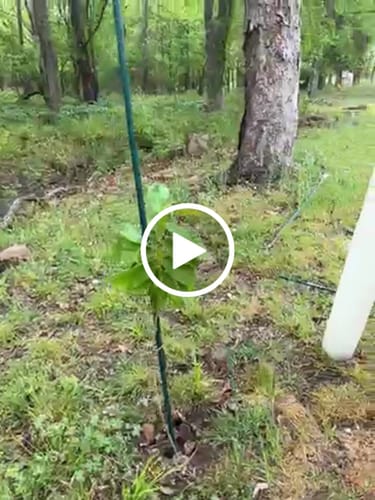 Customer video review of Late Drop Hybrid Chestnut