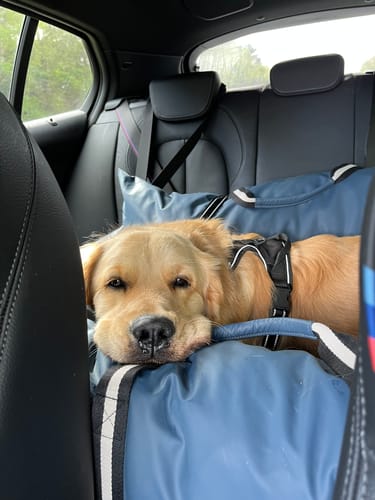 Customer photo review of The Dog Dock V2 New & Improved with ISO Fix
