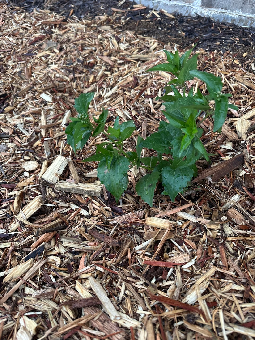 Customer photo review of Fragrant Mistflower