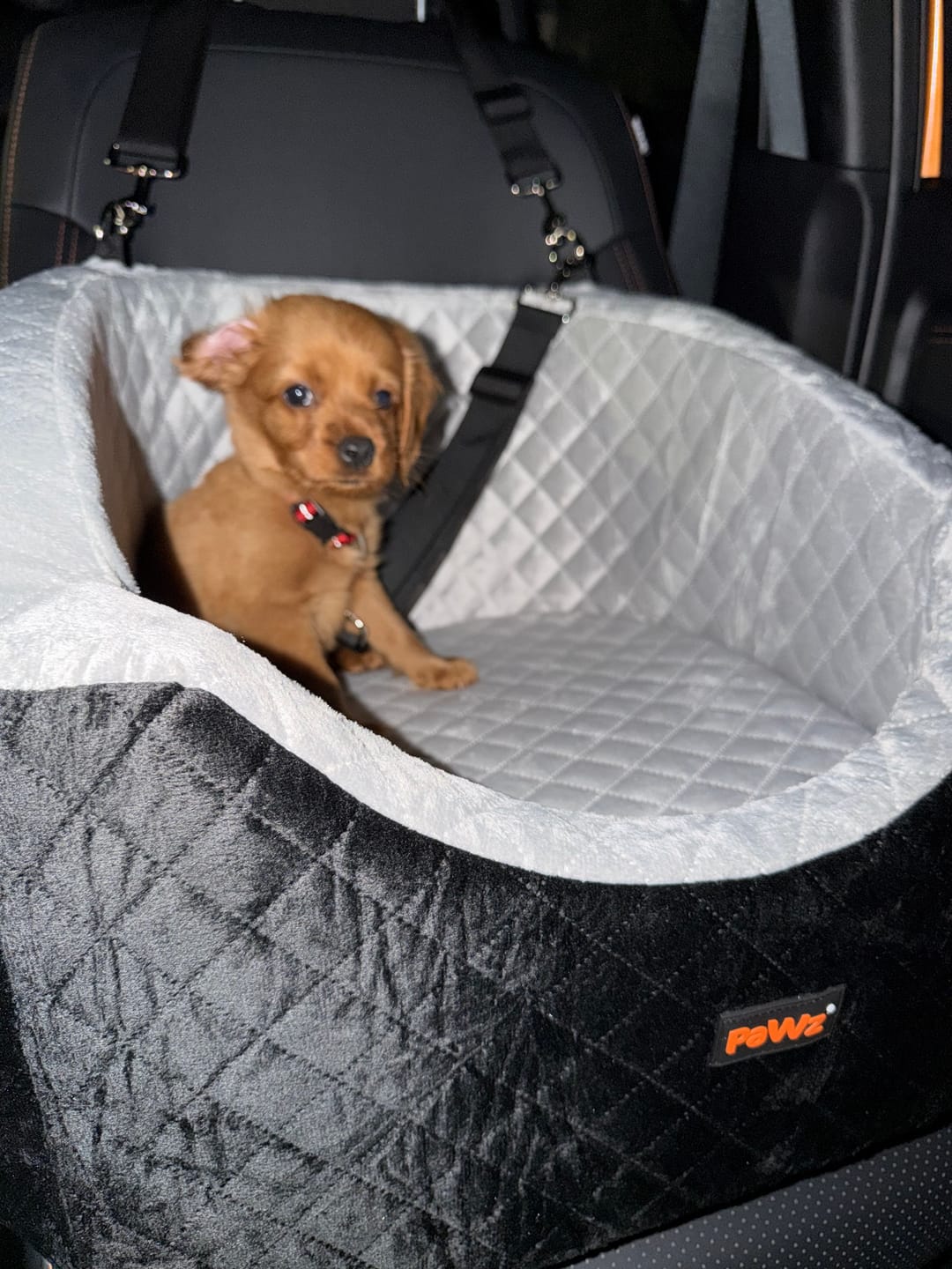 Customer photo review of Dog Car Booster Seat