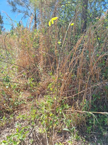 Customer photo review of Black Elderberry