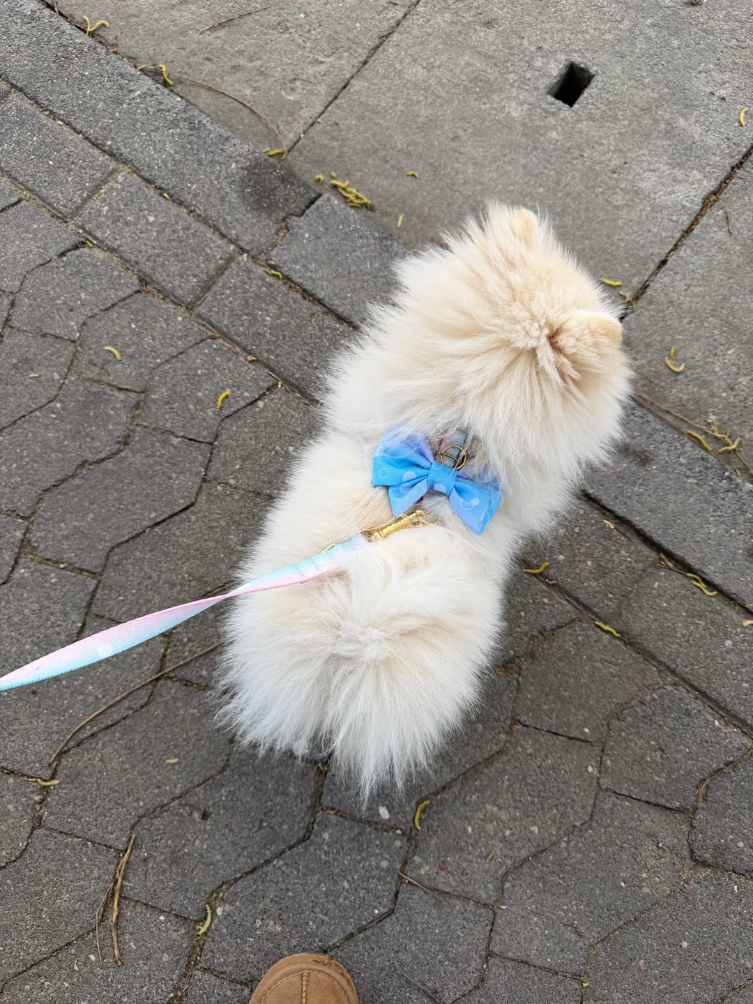 Customer photo review of Mucha dla psa "Cotton Candy"