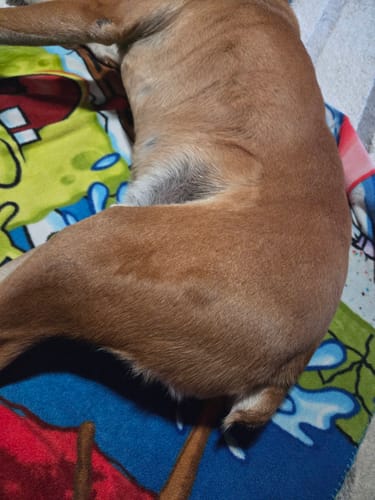 Close-up of the customer's dog lying on a colorful blanket, showing a lipoma on its hindquarters before it shrank.