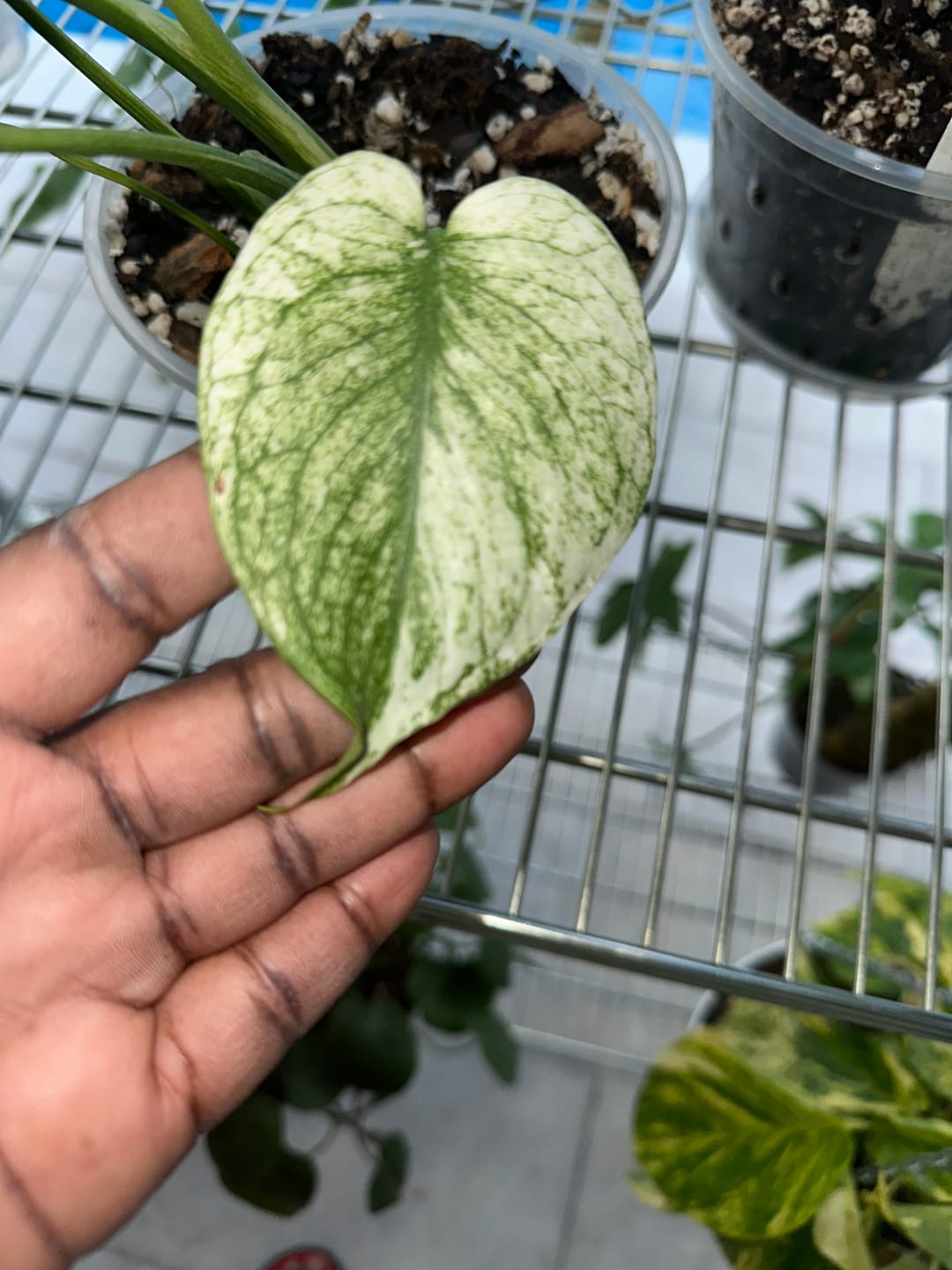 Customer photo review of Monstera 'Mint'