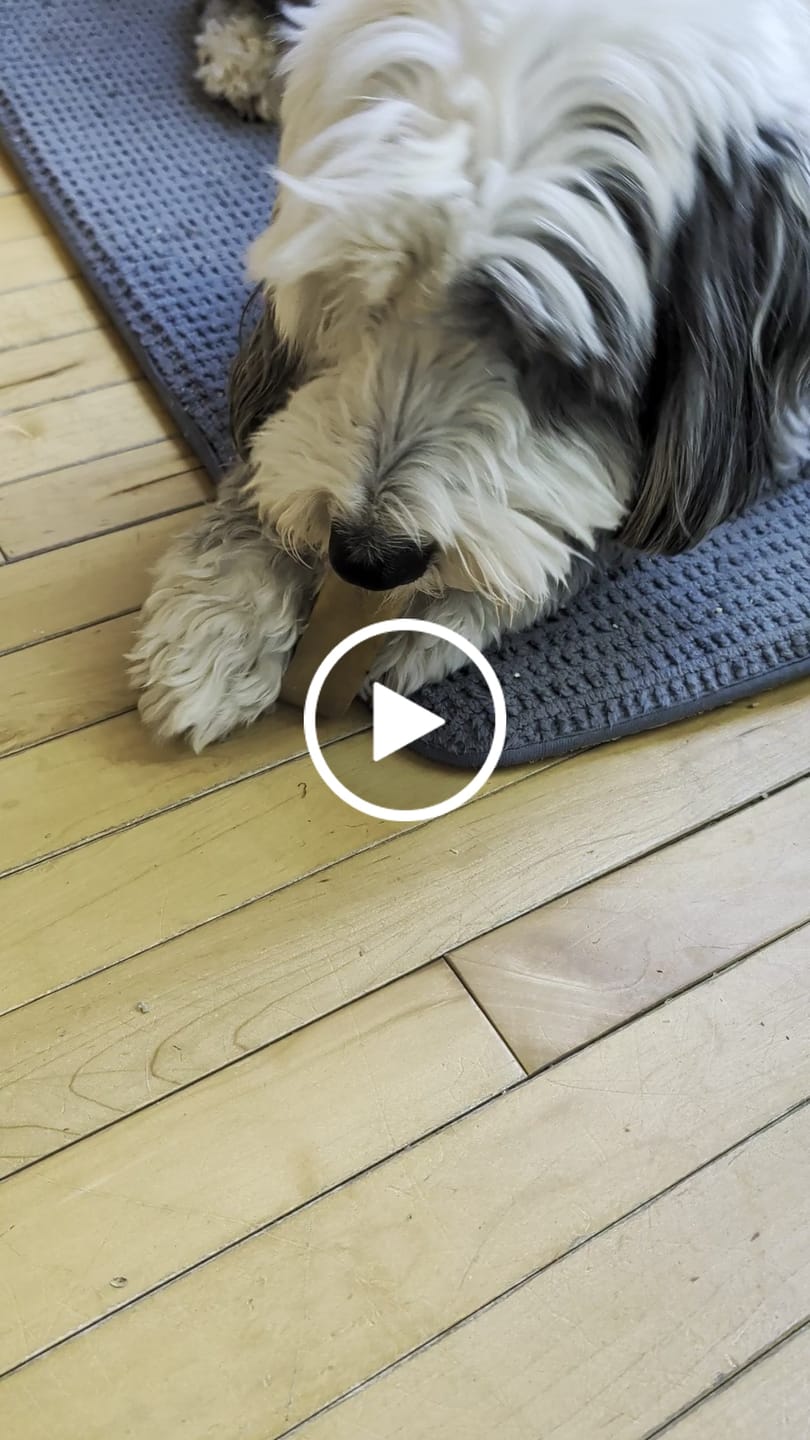 Customer video review of Gift Bundle: 2 Large Yak Chews and a 6" Hickory Smoked Bully Stick