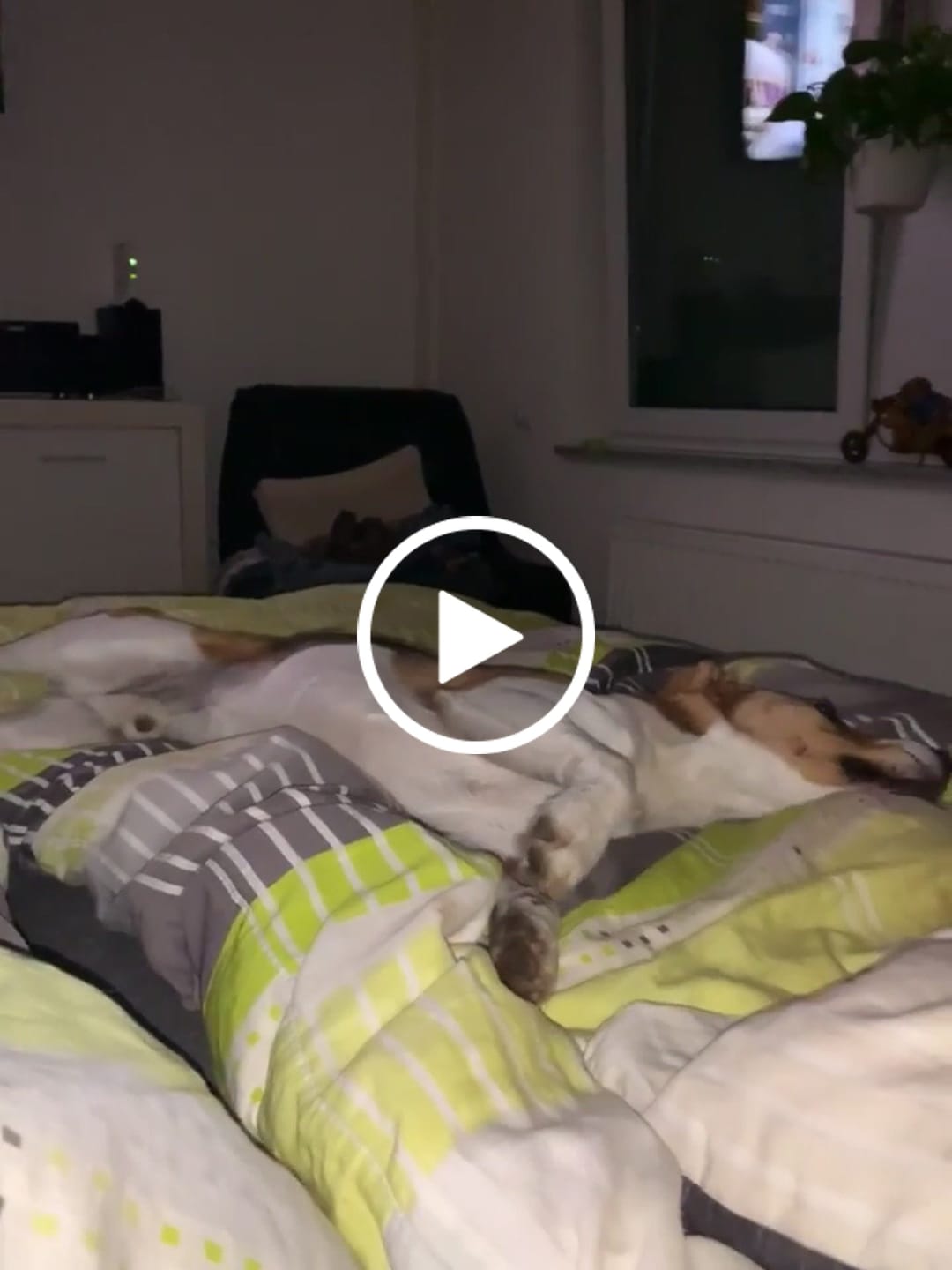 Customer video review of Belly Bites 2.0 (80g) (Gratis)