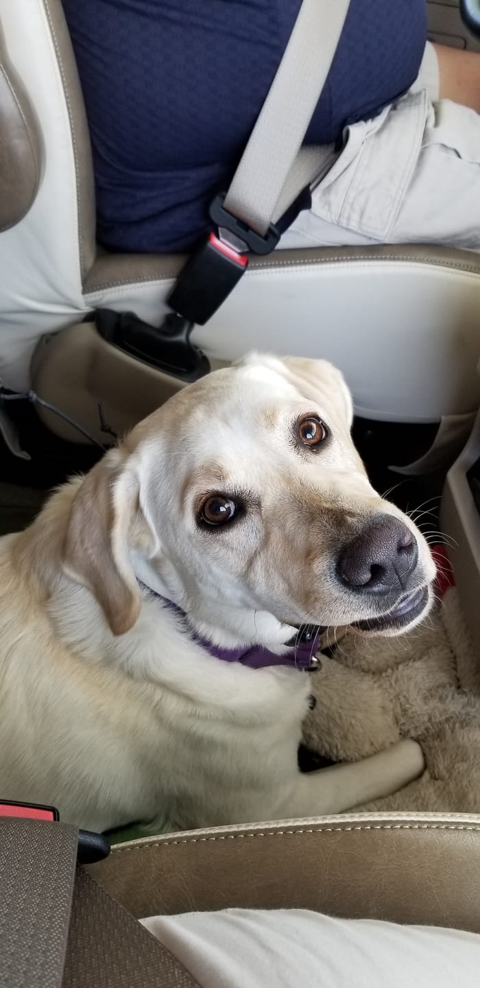 Customer photo review of OptiWize Collagen +Plus Dog and Cat Joint Health Supplement