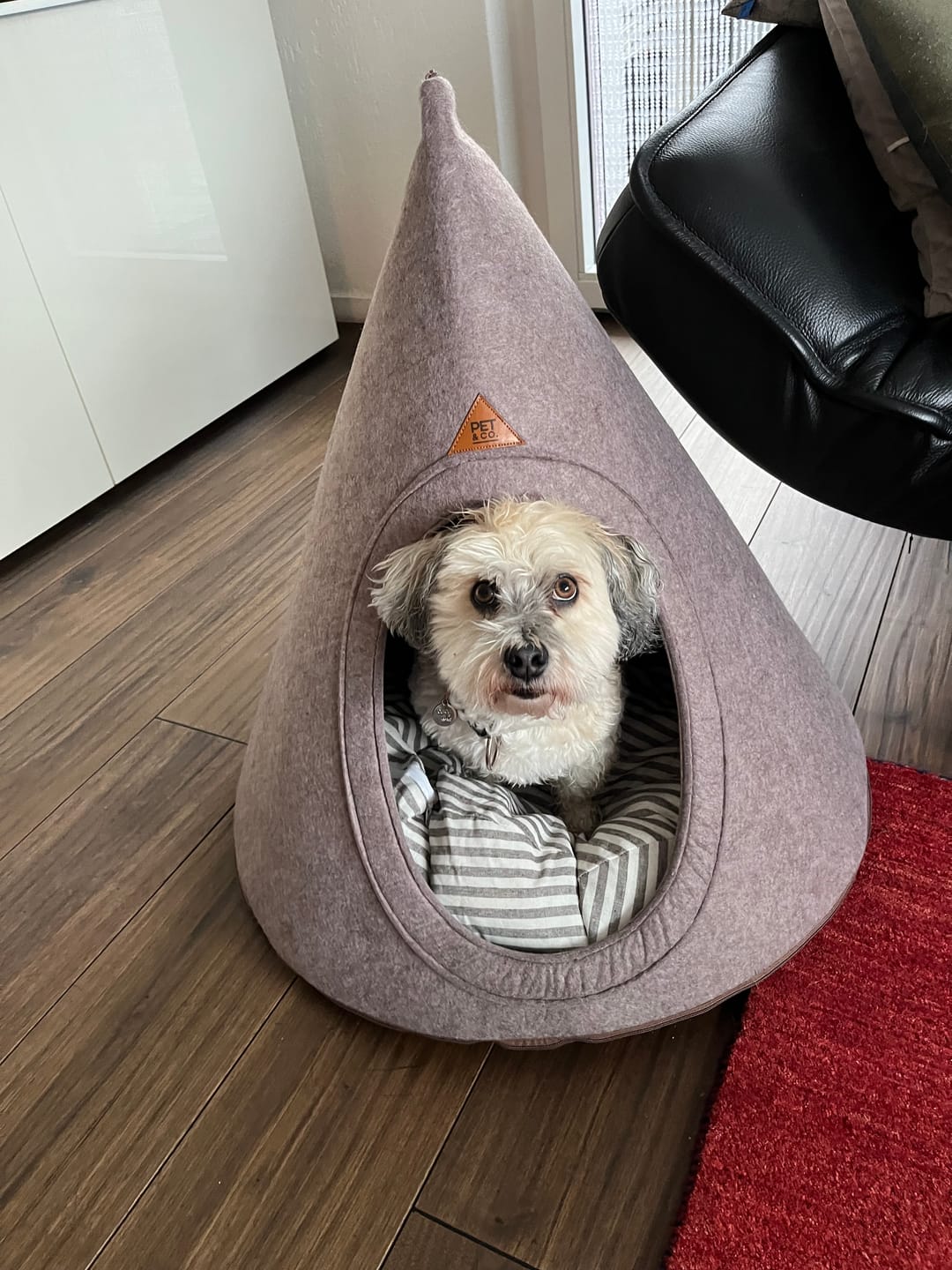Customer photo review of Tonto - Luxury Dog Tipi