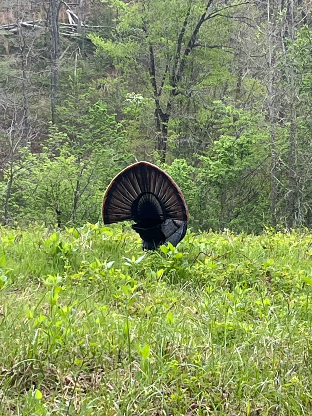 Customer photo review of FLASH SALE VisX/VisMax 270 Degree Ground Blind | See-Through Duck Blind & Portable Pop-Up Deer Blind | Camouflage Hunting Blinds & Best Budget Ground Options