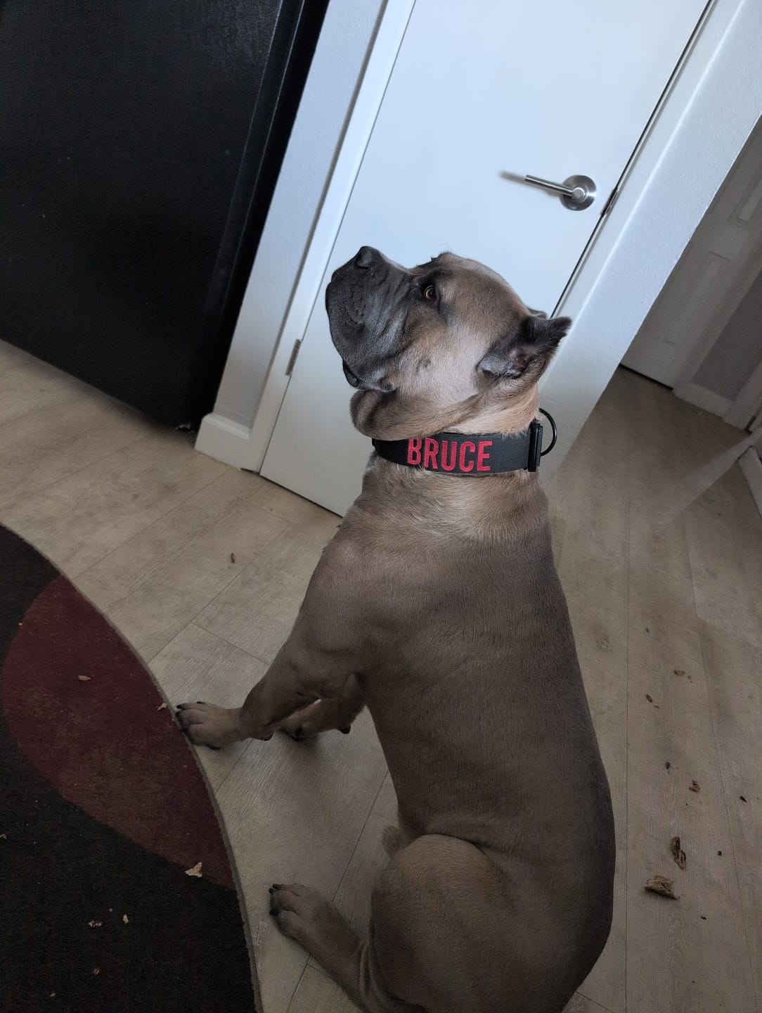 Customer photo review of Black Bully Proof Collar
