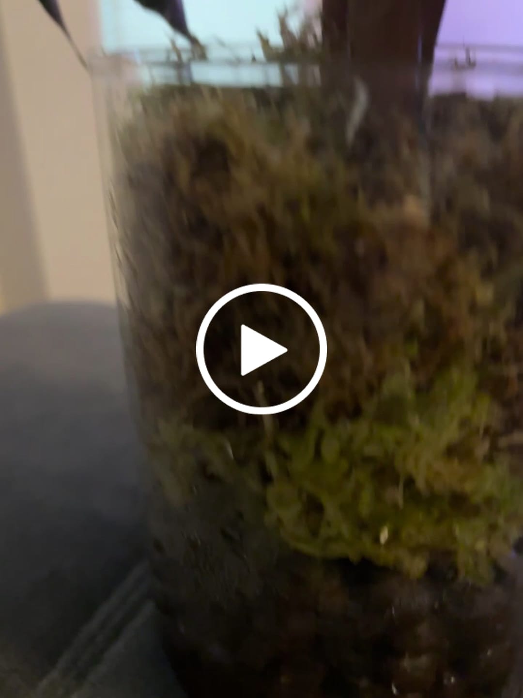 Customer video review of Sphagnum Moss